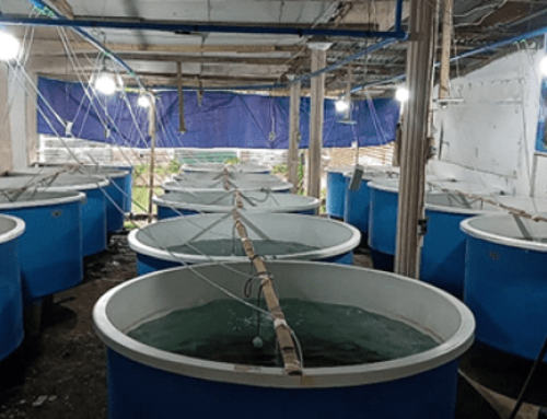 Effect of biofloc technology on water quality and growth performance of Macrobrachium rosenbergii and assessment of the associated bacterial communities
