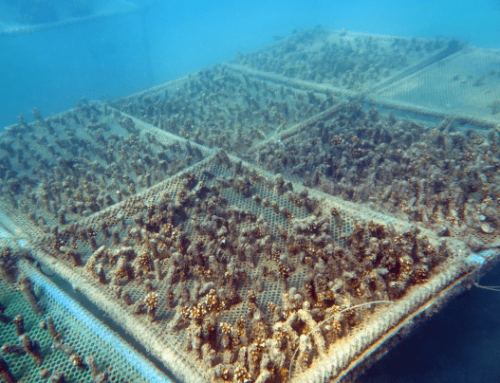 Culture technology for the production of corals for reef restoration