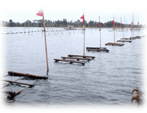 Refined raft and longline culture method