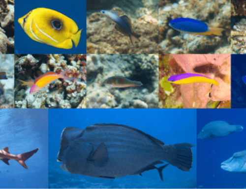 Important reef fish functional groups in hard coral recovery