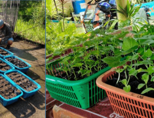 Bio-Intensive Gardening (BIG) – Panlaban sa COVID-19 Para sa Ilocos