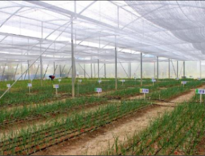 vegetable farming business plan philippines