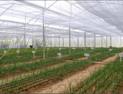 Utilization of Modified Drip Irrigation for Production of High-Quality Onion and Garlic
