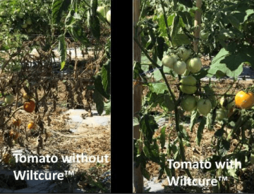 Pilot Testing of Wiltcure as a New Biocontrol Agent against Fusarium wilt of Solanaceous Crops