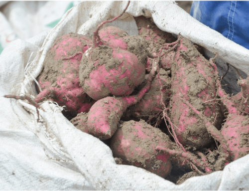 NICER Program for Sweetpotato