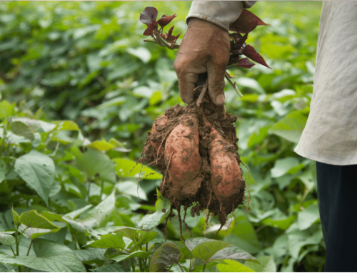 S&T-based Sweetpotato Value Chain Development for Food in Tarlac, Albay, Leyte and Samar