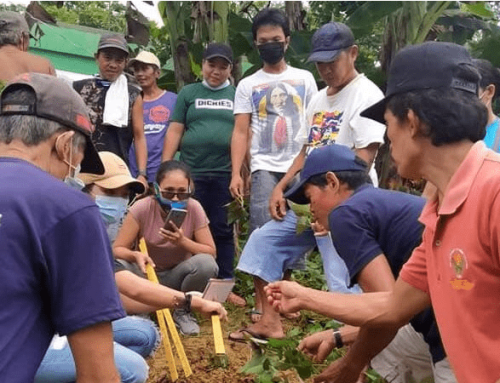 Science and Technology Community Based Farm (STCBF) on Sweetpotato Production in Basey, Samar