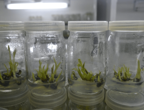 Advanced Evaluation of Abaca Hybrids