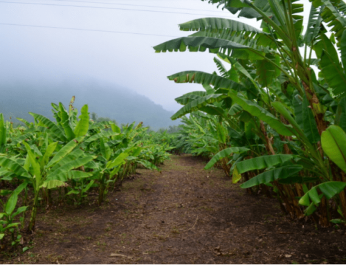 High-yielding and Bunchy Top-resistant abaca hybrids
