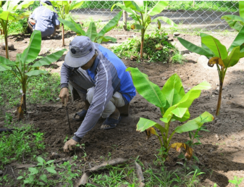 S&T-Based Farm for Field Validation of Abaca Hybrids for Rehabilitation and Nursery Management in Sogod, Southern Leyte