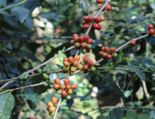 Coop for a Cup: Role of Cooperatives in Coffee Technology Adoption