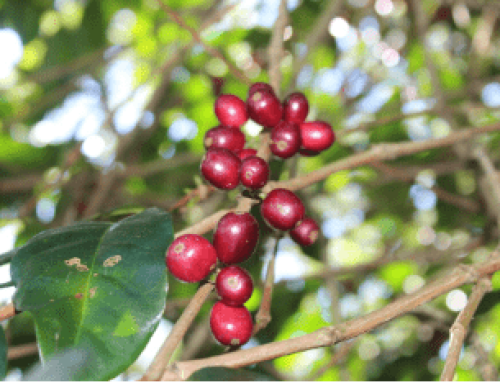 Competitiveness of Philippine Robusta Coffee Industry under the ASEAN Economic