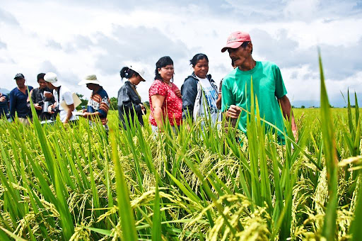 Rice Security in the Philippines: Current Government Measures, Trade Deals, and Inflation Challenges