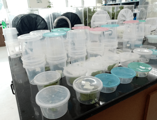 Mass Rearing, Augmentation, and Conservation of the Biological Control Agents (BCAs): Lynx Spider, Oxyopes javanus, and Red Weaver Ant, Oecophylla smaragdina for the Management of Insect Pests of Cacao in the Philippines