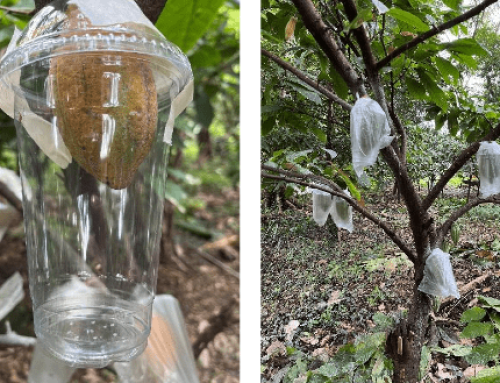 Particle Film Formulation with Microbial Control Agents (MCAs) for the Control of Insect Pests and Diseases of Cacao in the Philippines