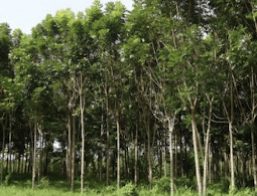Challenges and Recommendations in the Industrial Tree Plantations (ITP)