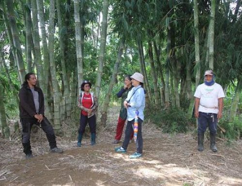 S&T Community-based Nursery, Plantation Establishment and Management of Giant Bamboo (Dendrocalamus asper, Schult Backer) in Dalwangan, Malaybalay City, Bukidnon – ERDB-FWRDEC