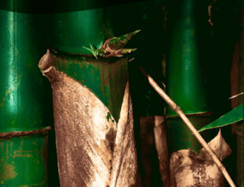 Harmonized system for community-based inventory of bamboo resources  in key production areas in the Philippines