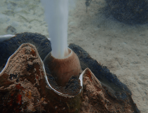 Giant Clam Program