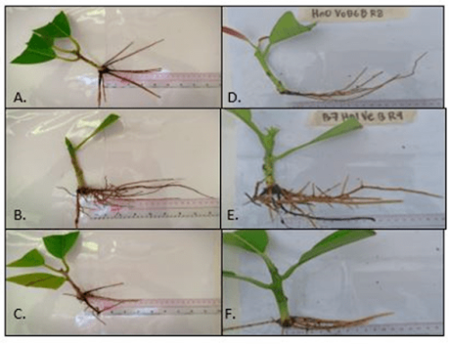 S&T interventions on quality planting material production of Batikuling (Litsea leytensis Merr.) and Makaasim (Syzygium nitidum Benth.)