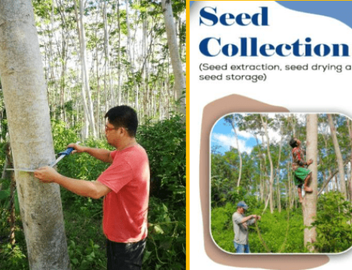 Protocols for the conservation and mass production of high yielding falcata seed sources in Mindanao