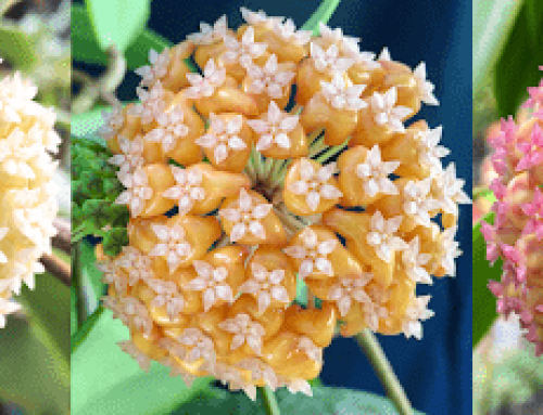 Development of new and unique varieties of flowering ornamental plants