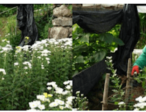 Enhancing GAP Compliance & Climate Resilience of Spray-Type Chrysanthemum Production in La Trinidad, Benguet