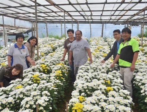 Science and Technology Community-Based Farm (STCBF) on Spray Chrysanthemum Production