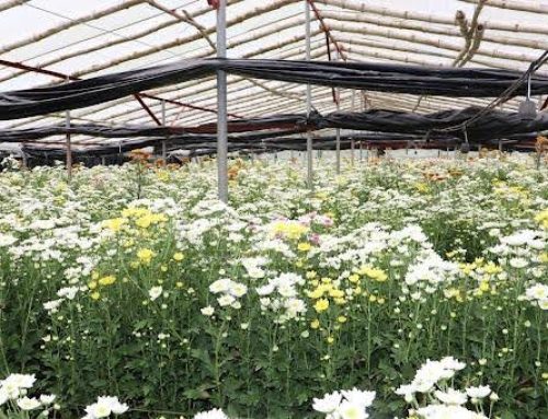 Science and Technology Interventions to Enhance Spray-Type Chrysanthemum Production through GAP Options