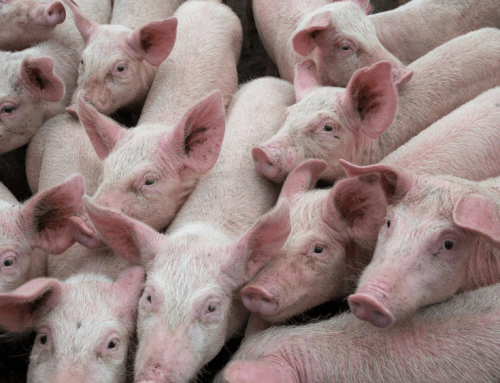 Continuing Surge in Pork Prices Amid ASF Concerns and Food Safety Issues: Implications for Consumers, Farmers, and Government Intervention Strategies