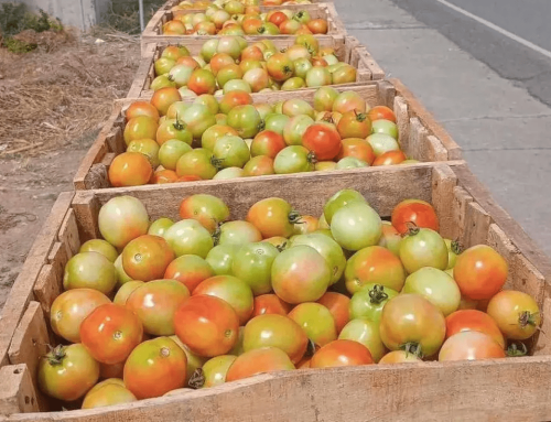 Tomato Price Volatility in Luzon: Challenges for Farmers, Consumers, and the Need for Market Stability