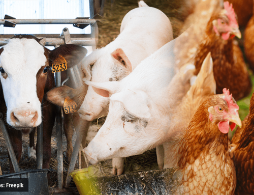 Safeguarding the Livestock and Poultry Industry: Philippines Boosts Biosecurity, Vaccine R&D, and Market Stability