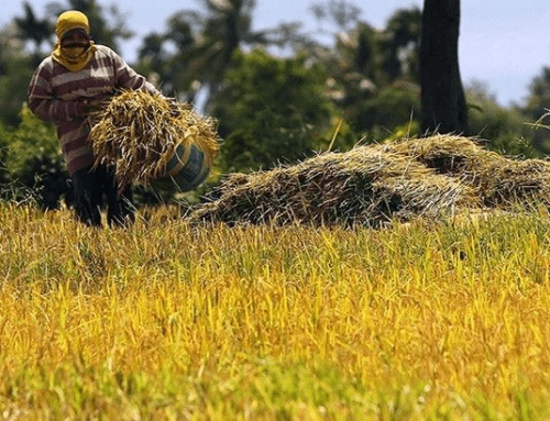 From Market Drop to Market Aid: Tracking Rice Market Trends