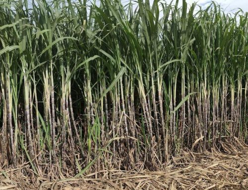 Philippine Sugar Stable Prices Offer Relief; Output Exceeds Targets, But Pest Threat and Unauthorized Sugar Imports Pose Risks