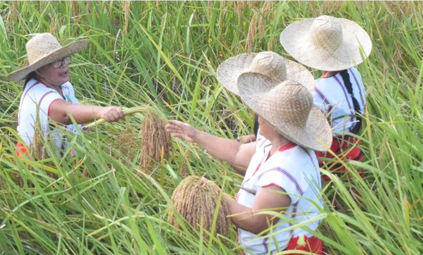 Advancing women’s empowerment through innovative data solutions 2 Article 2 PIDS