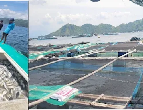 Method Optimization of Digestion and Extraction of Microplastics in Milkfish (Chanos chanos)