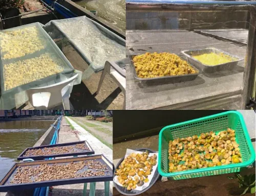 Utilization of Fruit Processing Waste as a Source of Prebiotics and Immunostimulants for the Development of Healthy and Improved Aquaculture Feeds
